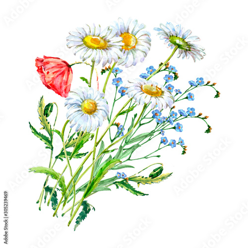 Illustration with poppy and chamomile on white background.