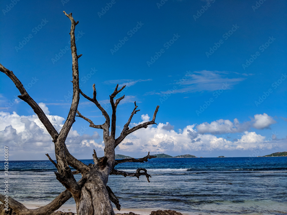 A Dead Tree Rests on a Beach on La Digue Island