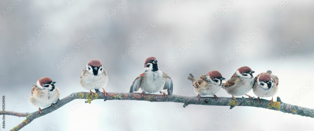 Naklejka panoramic photo with a group of small funny birds sparrows sitting on branch in the winter Park