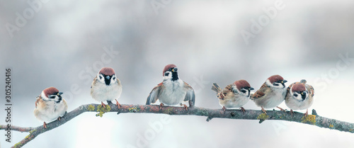 panoramic photo with a group of small funny birds sparrows sitting on branch in the winter Park