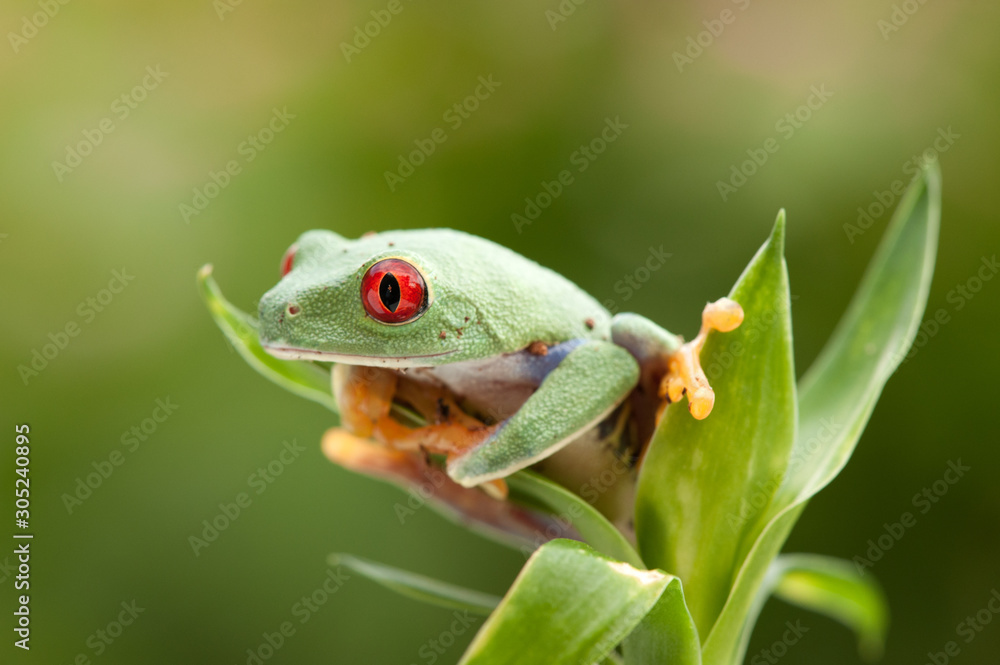 Naklejka premium Agalychnis callidryas