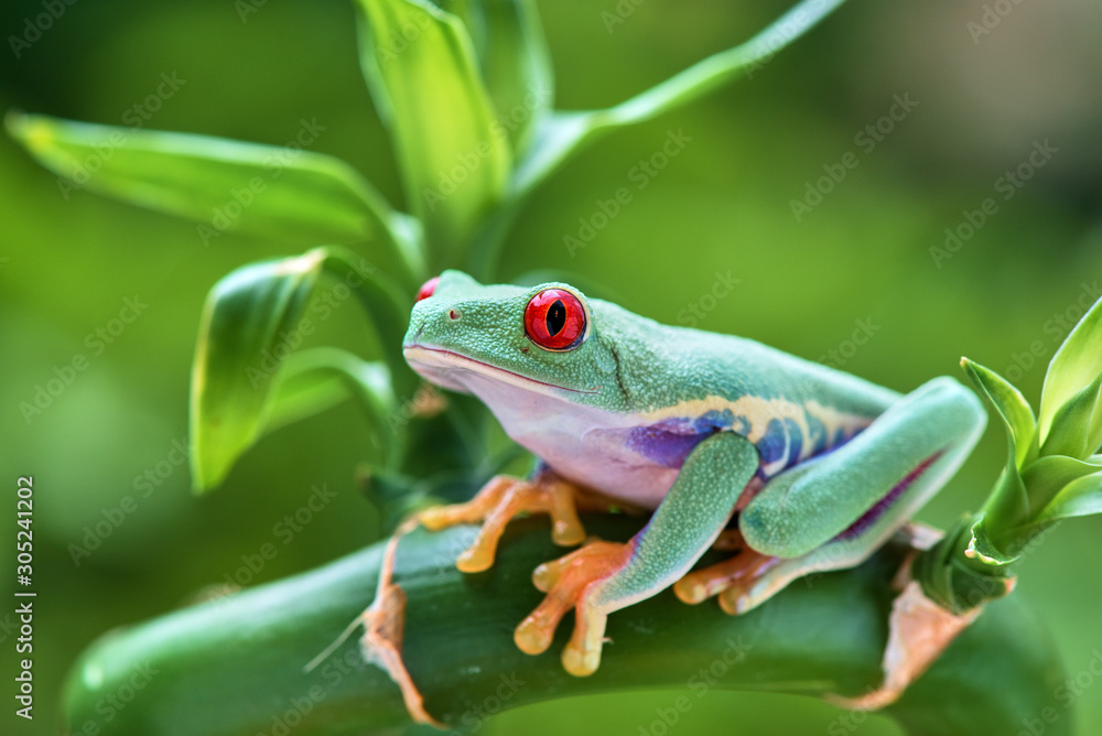 Fototapeta premium Agalychnis callidryas