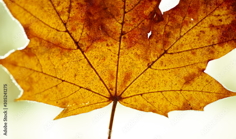 Maple leaf close up - colourful autumn leaves