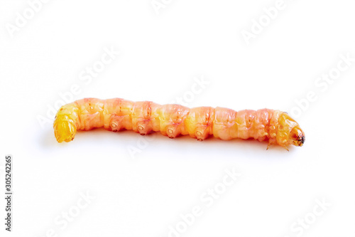 Obraz na plátně Red Zeuzera coffeae or moths stem borer destroy tree, it is dangerous insect pests with plant disease of vegetables and agriculture