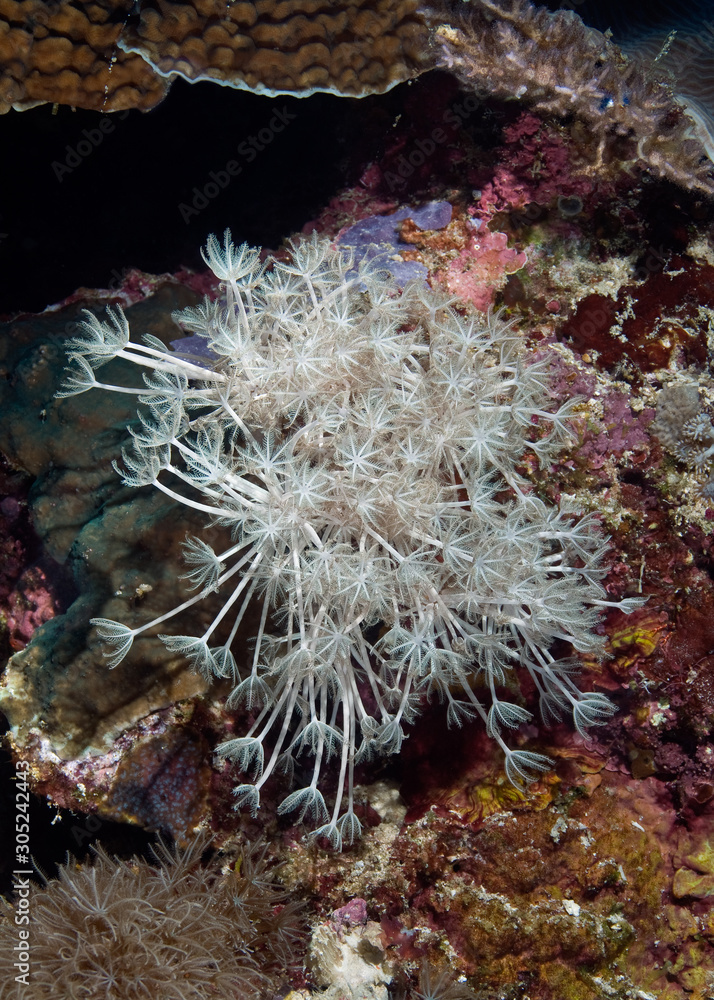 Soft coral of the family Xeniidae close-up Soft coral of the family Xeniidae close-up