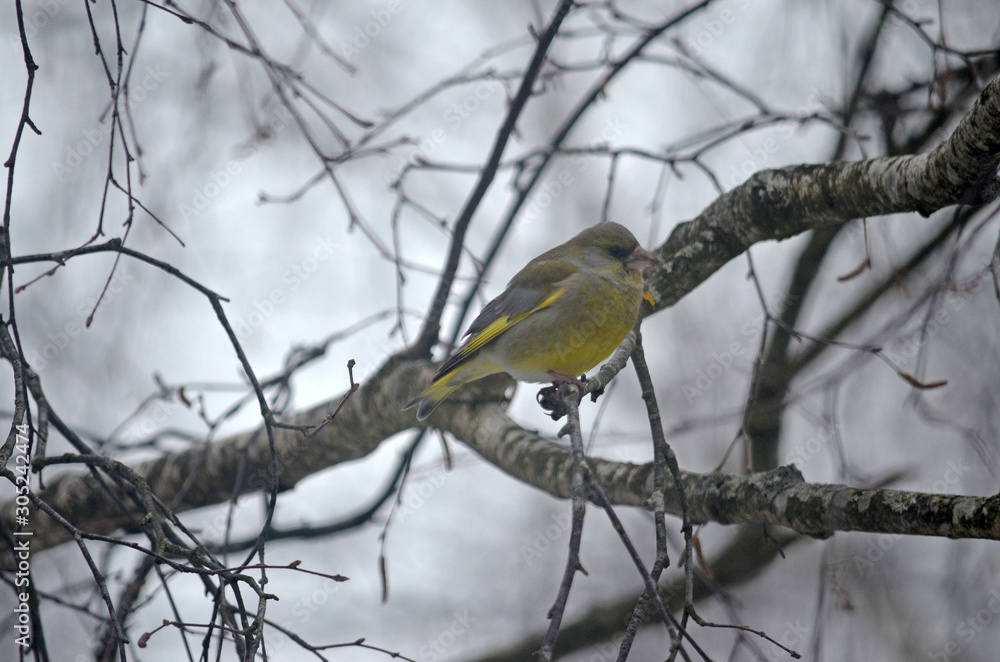 Carduelis chloris in the wild. Birds arriving in spring from warm lands Carduelis chloris in the wild. Birds arriving in spring from warm lands
