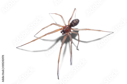 spider isolated on white background, macro photography