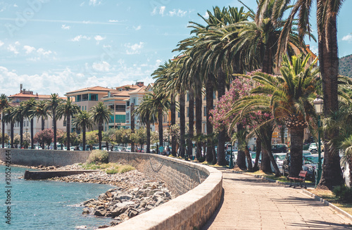 Palmen an der Bucht in Ajaccio, Korsika