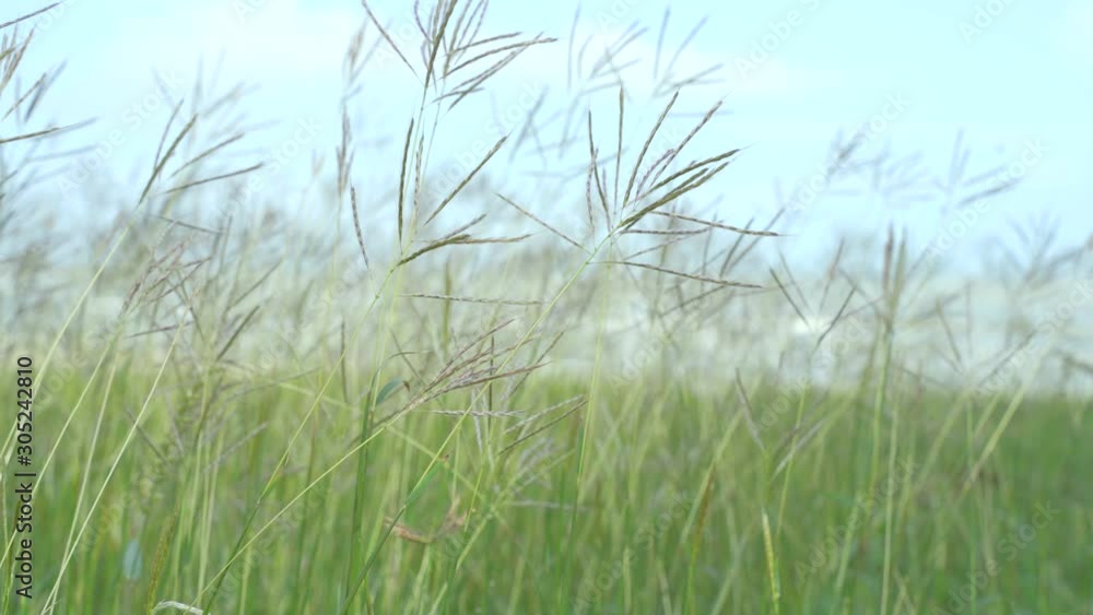 Narathiwat beach, grassy, near the Thai sea, clear sky Narathiwat beach, grassy, near the Thai sea, clear sky