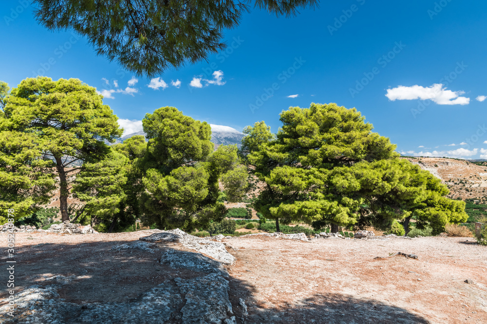 Pines on the Greek plateau