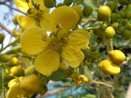 Siamese senna (yellow jowar) flower with natural background
