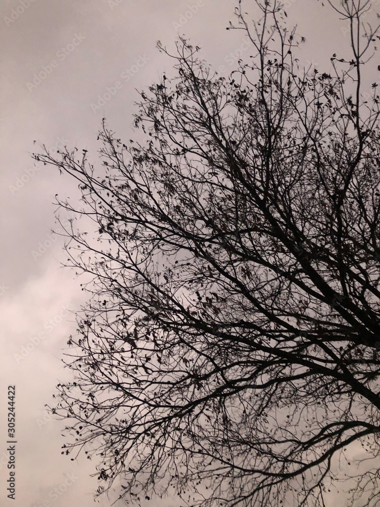 silhouette of a pecan tree in winter silhouette of a pecan tree in winter