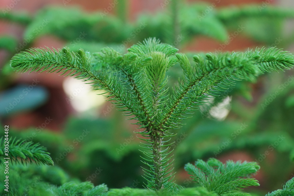 green leaves of fern green leaves of fern