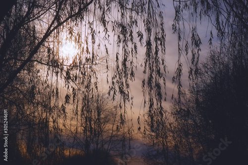 Autumn sun through the branches of a tree. Contour dark silhouettes of tree branches against the background of the sun and cold cloudy sky.