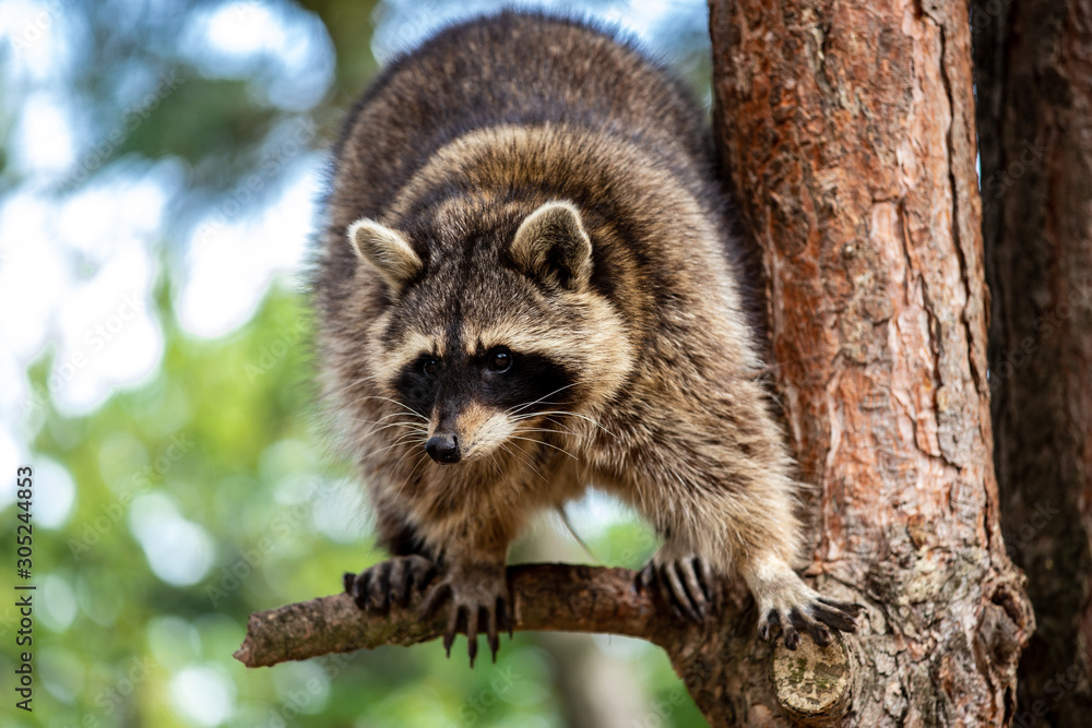 Full body of adult common raccoon on the tree branch
