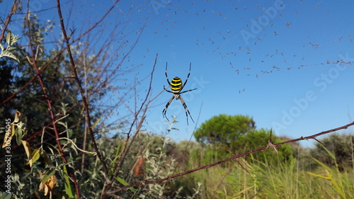 Rare spider in nature