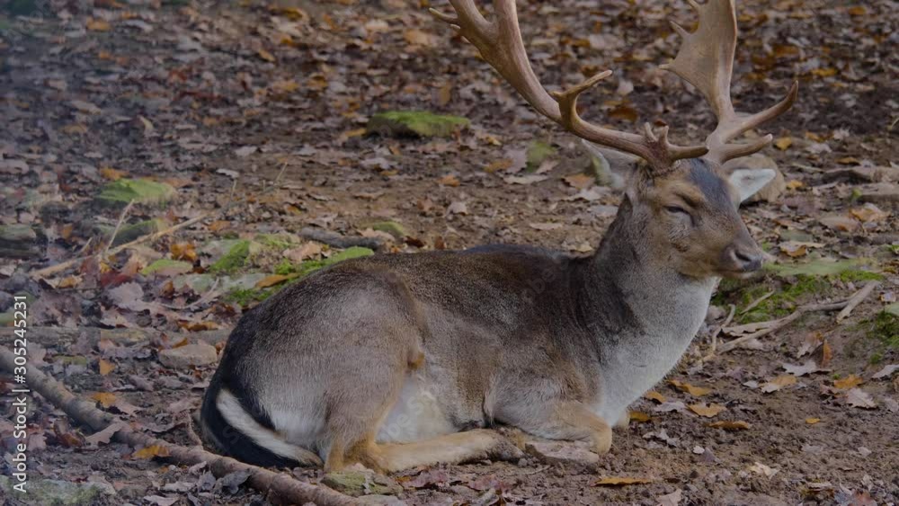 Close up of dam deer in autumn in the woods. laying down and resting. Close up of dam deer in autumn in the woods. laying down and resting.