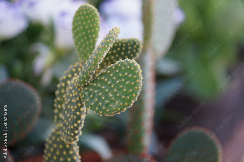 cactus in garden cactus in garden
