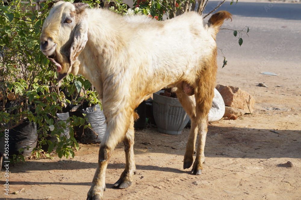 Obraz premium goats on the farm