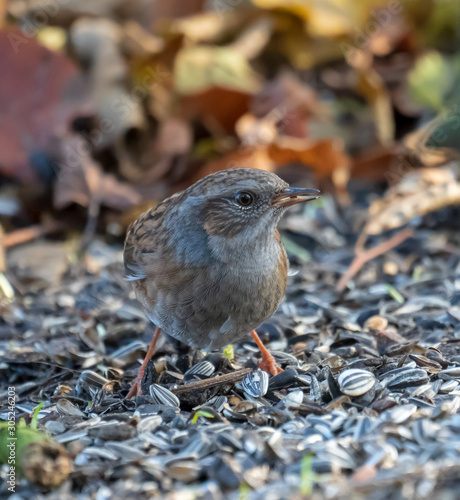 Wintervogel beim fressen eines Sonnenblumenkernes
