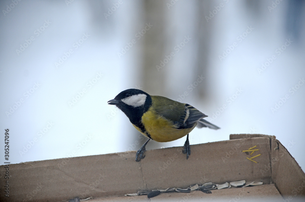 Obraz premium Parus major in natural habitat. Birds in the forest