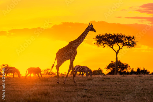 Giraffe walking alone at sunset in Maasai Mara national reserve  Kenya 