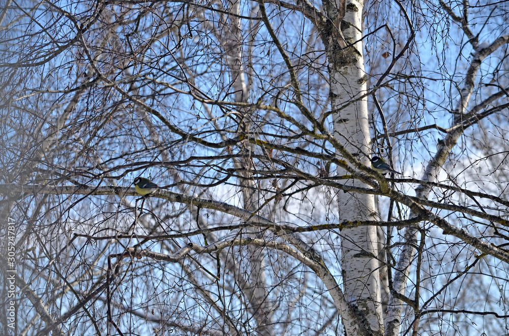 Parus major in natural habitat. Birds in the forest
