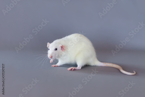 White rat on a gray uniform background. Symbol of the new year 2020, place for text