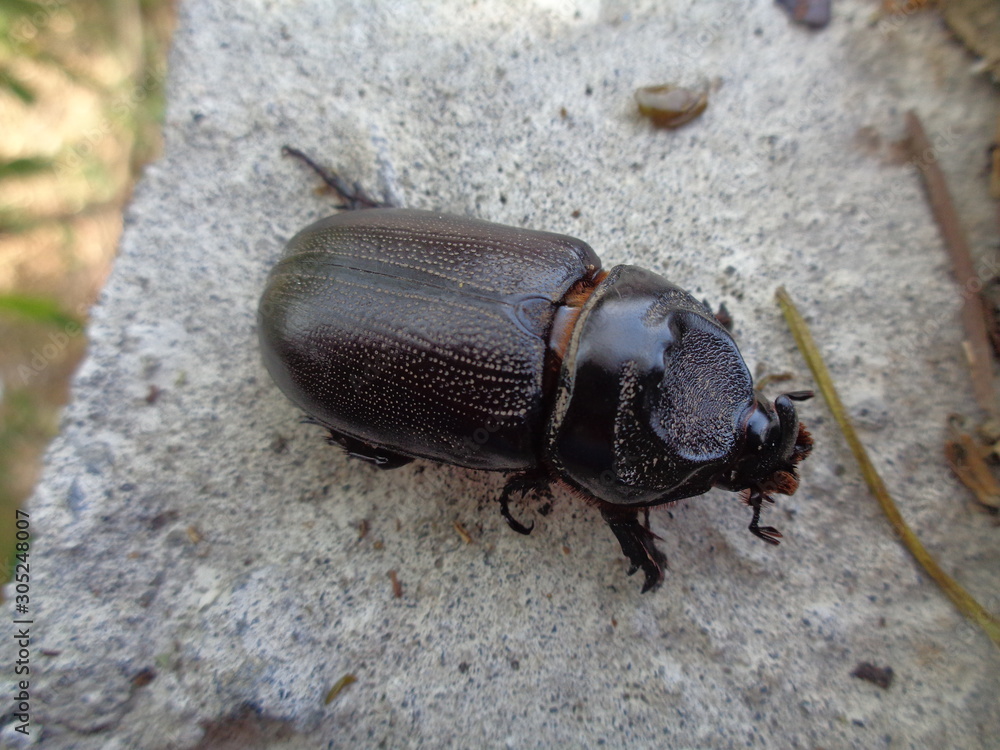 Asiatic rhinoceros beetle the exotic animal from asia (indonesia) Asiatic rhinoceros beetle the exotic animal from asia (indonesia)
