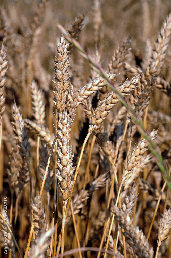 Fototapeta premium A beautiful field of ripe wheat before harvest.
