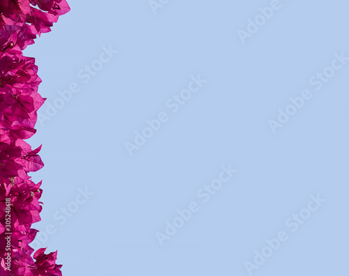 Summer pink bougainvillea flowers border on sky background