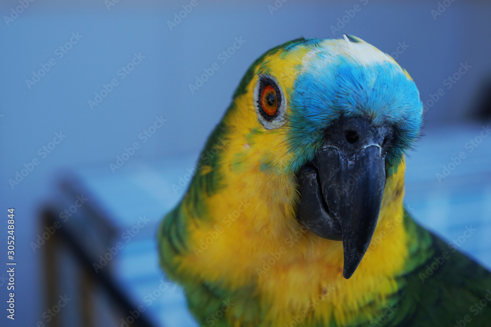 Obraz premium Animais