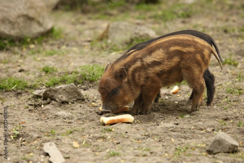 The Wild boars (Sus scrofa) baby feeding on dry sand, close to the forest.