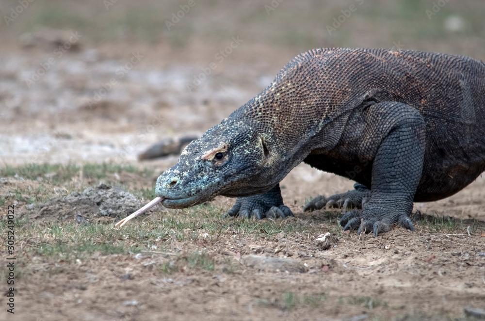 Obraz premium Komodo Dragon portrait. Komodo island. Indonesia