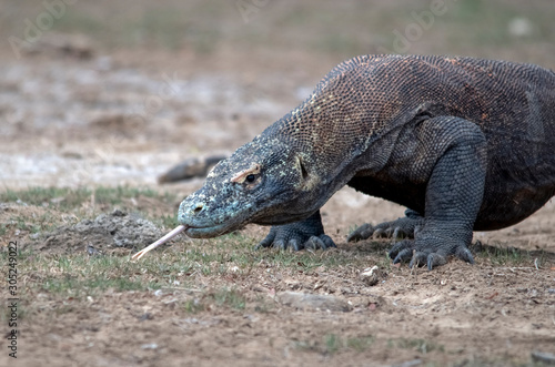 Komodo Dragon portrait. Komodo island. Indonesia