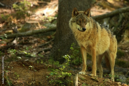 The Eurasian grey wolf  Canis lupus  calmly staying in the dark forest.