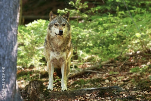 The Eurasian grey wolf  Canis lupus  calmly staying in the dark forest.