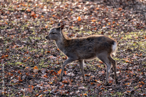 baby sika deer on leaves © AyKayORG