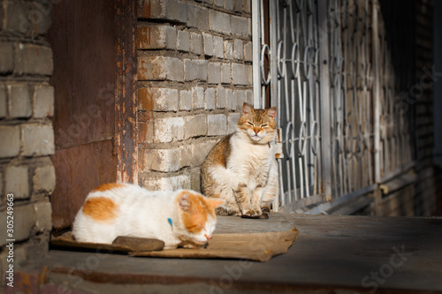 Horizontal photo of two red street cats