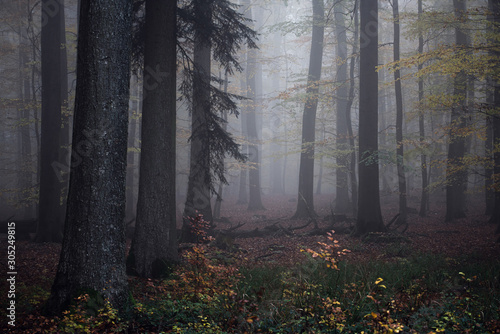 Nebel im dunklen Wald 