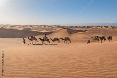 Fototapeta Naklejka Na Ścianę i Meble -  Caravan of camels walking in dunes