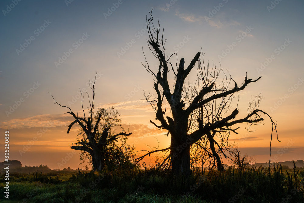 Dolina Górnej Narwi, Poranne mgły nad rzeką, Narew, Podlasie, Polska Dolina Górnej Narwi, Poranne mgły nad rzeką, Narew, Podlasie, Polska
