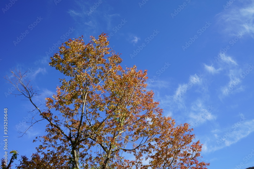 Autumn yellow leaves and blue sky Autumn yellow leaves and blue sky