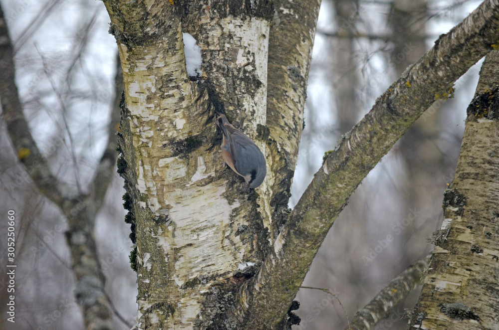 Obraz premium Sitta europaea in natural habitat. Birds in the forest