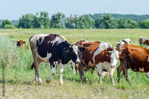 Cows graze in a field on green grass © andrei310