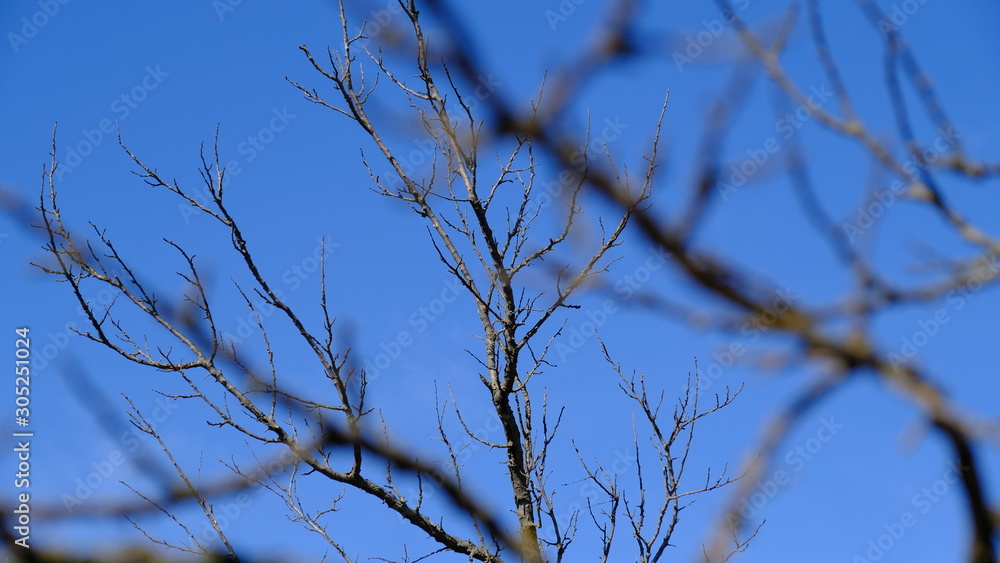 Tree branches without leaves in the fall. City Park Tree branches without leaves in the fall. City Park
