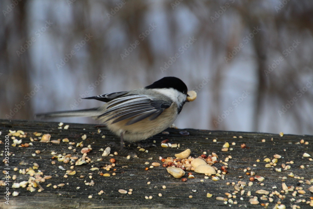 Chickadee On The Move, Whitemud Park, Edmonton, Alberta Chickadee On The Move, Whitemud Park, Edmonton, Alberta