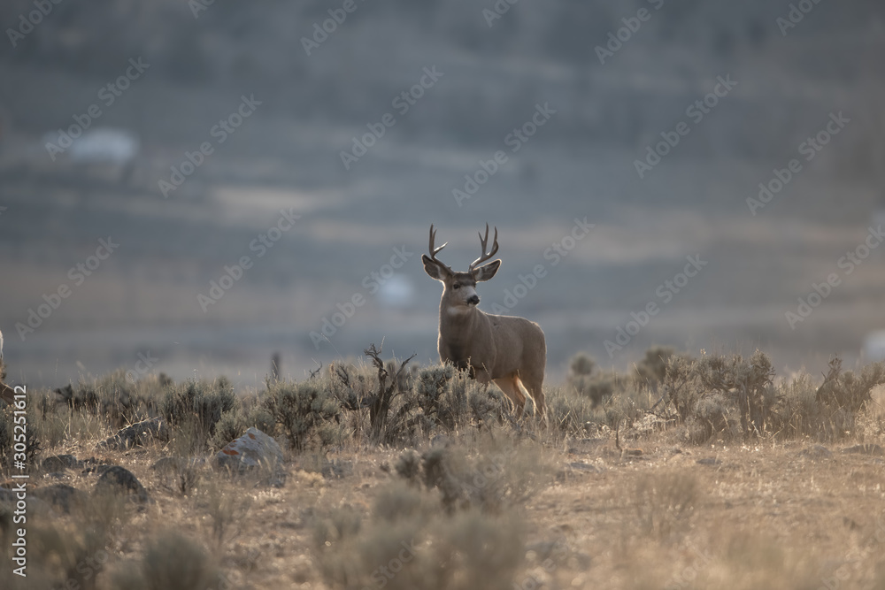 Mule Deer Buck in the Mating Season Mule Deer Buck in the Mating Season