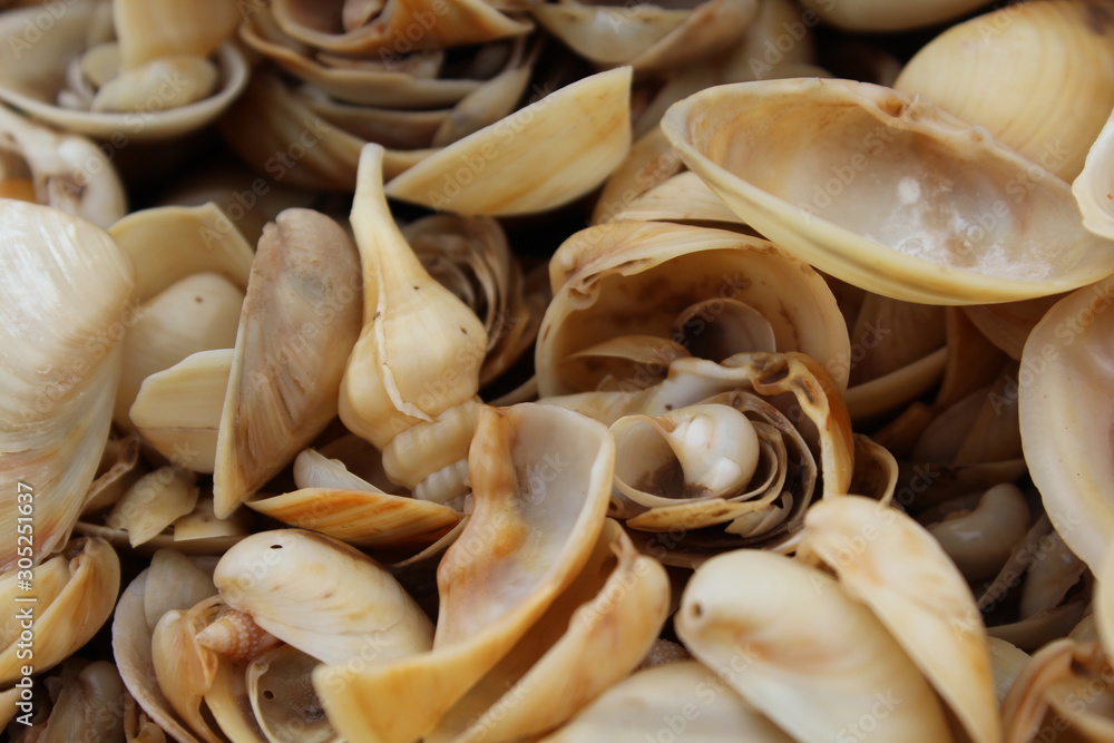 Seashells on the beach