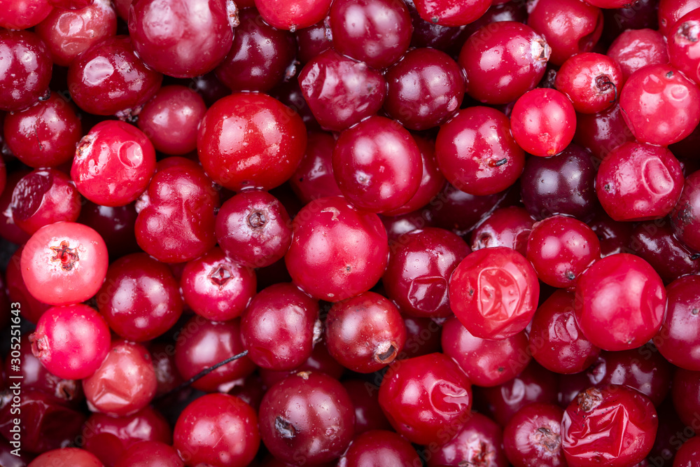 raw cranberries scattered as a background raw cranberries scattered as a background